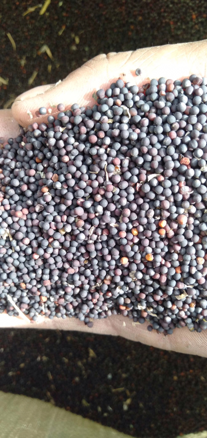 出口级【湖北精品油菜籽】出油率高，颜色亮，干度好量大优惠
