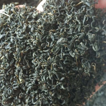 辣木茶辣木叶茶辣木红茶辣木绿茶产地货