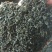 辣木茶辣木叶茶辣木红茶辣木绿茶产地货