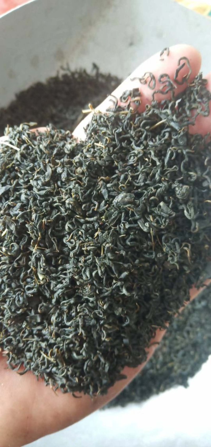 辣木茶辣木叶茶辣木红茶辣木绿茶产地货