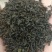 辣木茶辣木叶茶辣木红茶辣木绿茶产地货