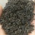 辣木茶辣木叶茶辣木红茶辣木绿茶产地货