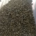 辣木茶辣木叶茶辣木红茶辣木绿茶产地货