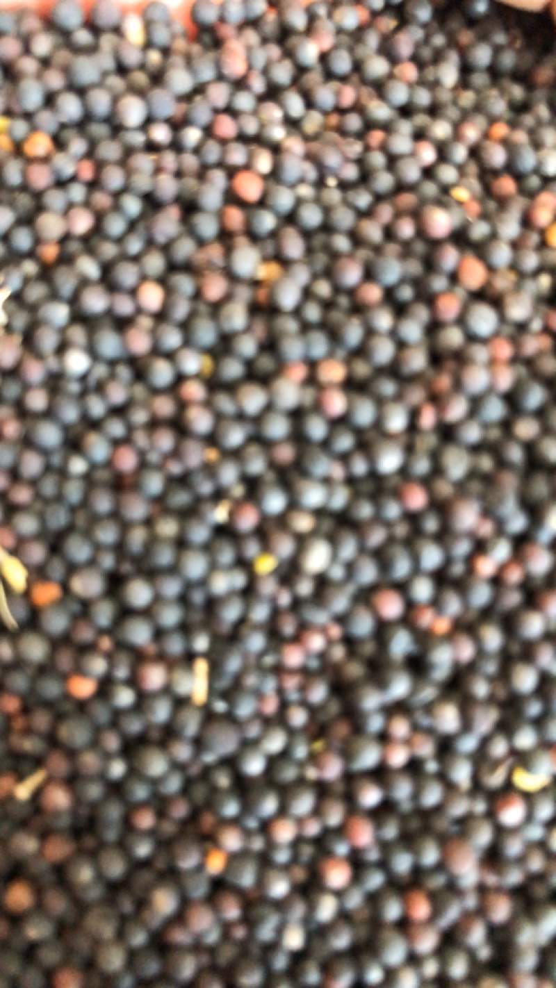 出口级【湖北精品油菜籽】出油率高，颜色亮，干度好量大优惠