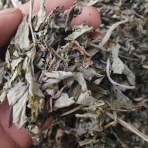 艾叶，大叶艾叶颜色漂亮干度好，新货泡脚原料大量供应！