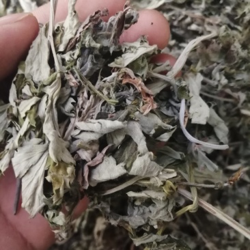 艾叶，大叶艾叶颜色漂亮干度好，新货泡脚原料大量供应！