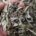 艾叶，大叶艾叶颜色漂亮干度好，新货泡脚原料大量供应！