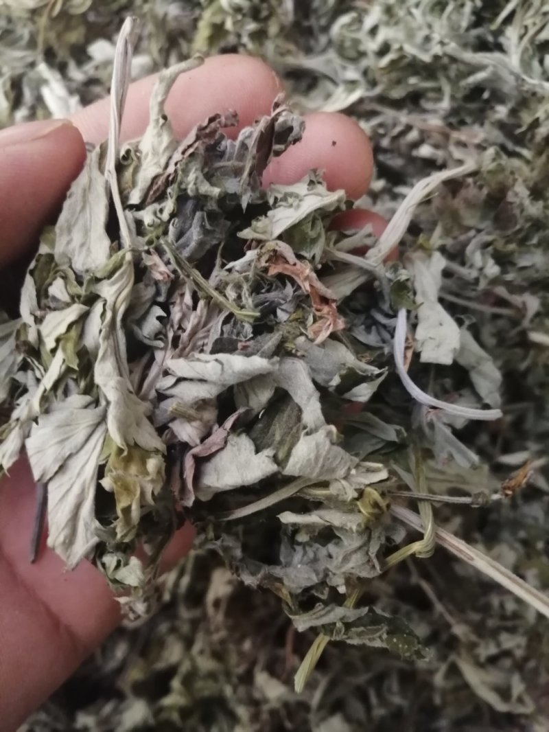 艾叶，大叶艾叶颜色漂亮干度好，新货泡脚原料大量供应！