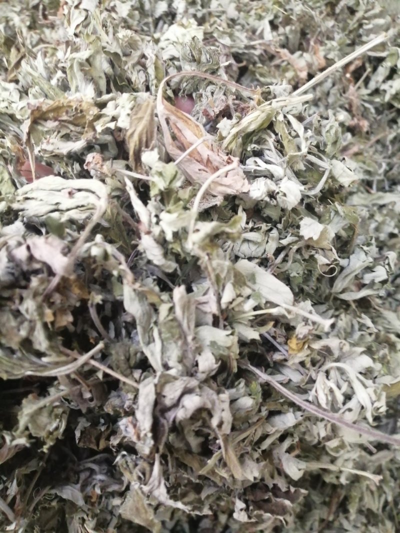 艾叶，大叶艾叶颜色漂亮干度好，新货泡脚原料大量供应！