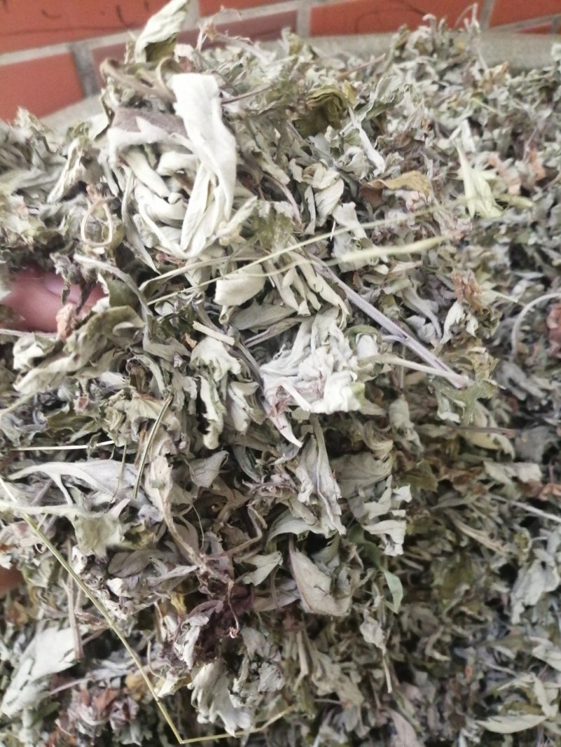 艾叶，大叶艾叶颜色漂亮干度好，新货泡脚原料大量供应！
