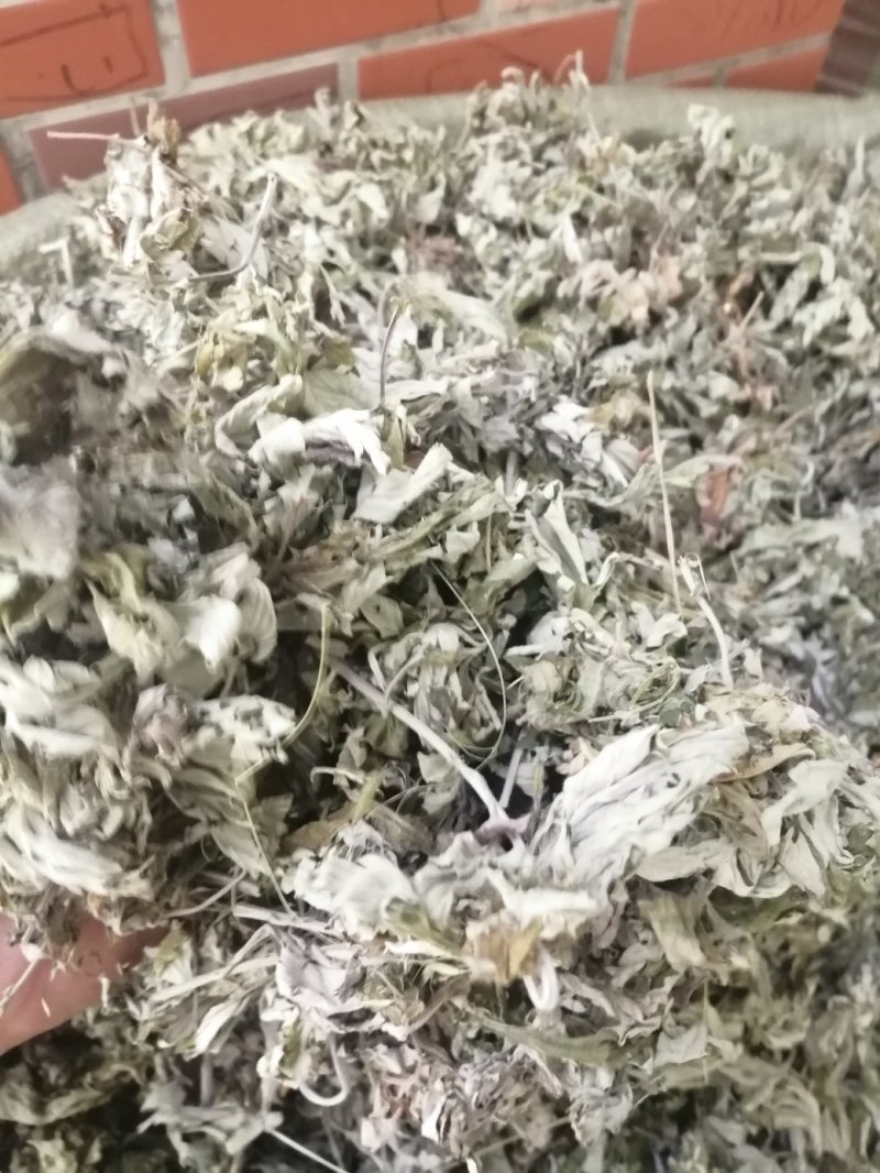 艾叶，大叶艾叶颜色漂亮干度好，新货泡脚原料大量供应！