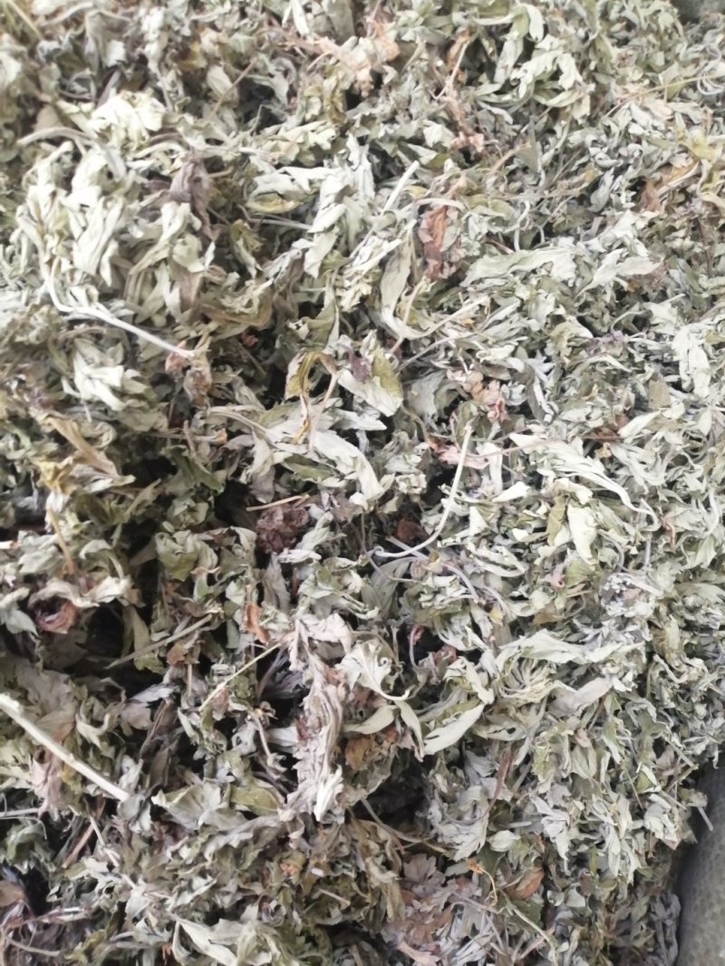 艾叶，大叶艾叶颜色漂亮干度好，新货泡脚原料大量供应！