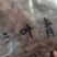 三叶青，常年批发供应冷背中药材三叶青，量大从优