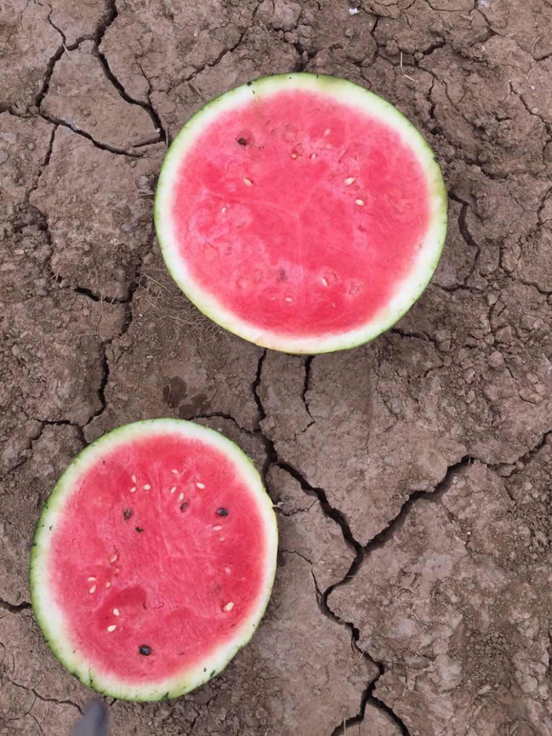 大朋西瓜