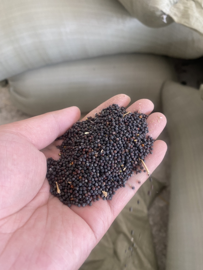 新上油菜籽净菜籽湖北油菜籽非转基因优质菜籽
