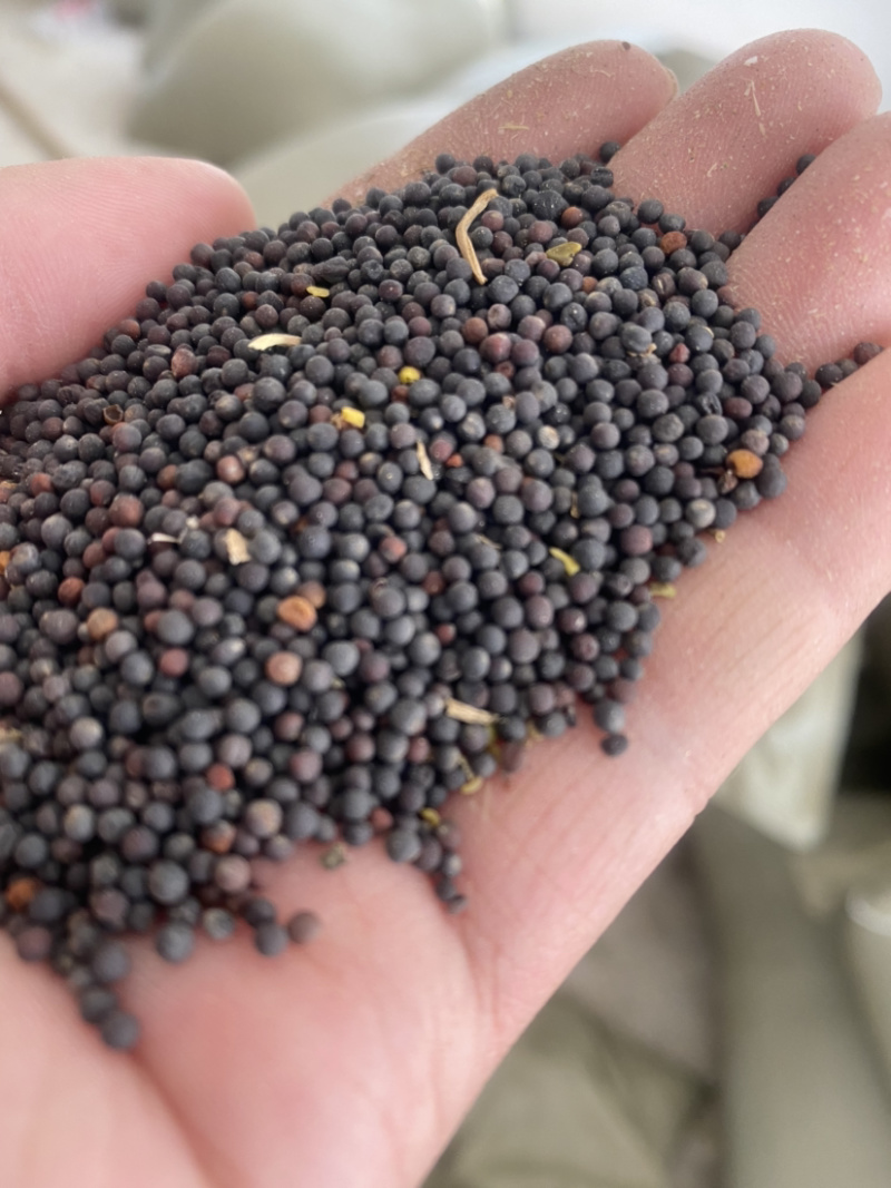 新上油菜籽净菜籽湖北油菜籽非转基因优质菜籽