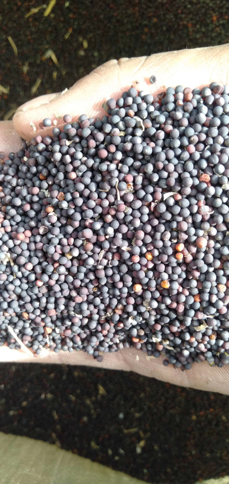 新上油菜籽净菜籽湖北油菜籽非转基因优质菜籽
