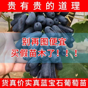 蓝宝石葡萄苗南方北方种植盆栽地栽当年结果嫁接甜蜜葡萄树
