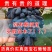 蓝宝石葡萄苗南方北方种植盆栽地栽当年结果嫁接甜蜜葡萄树