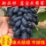 蓝宝石葡萄苗南方北方种植盆栽地栽当年结果嫁接甜蜜葡萄树