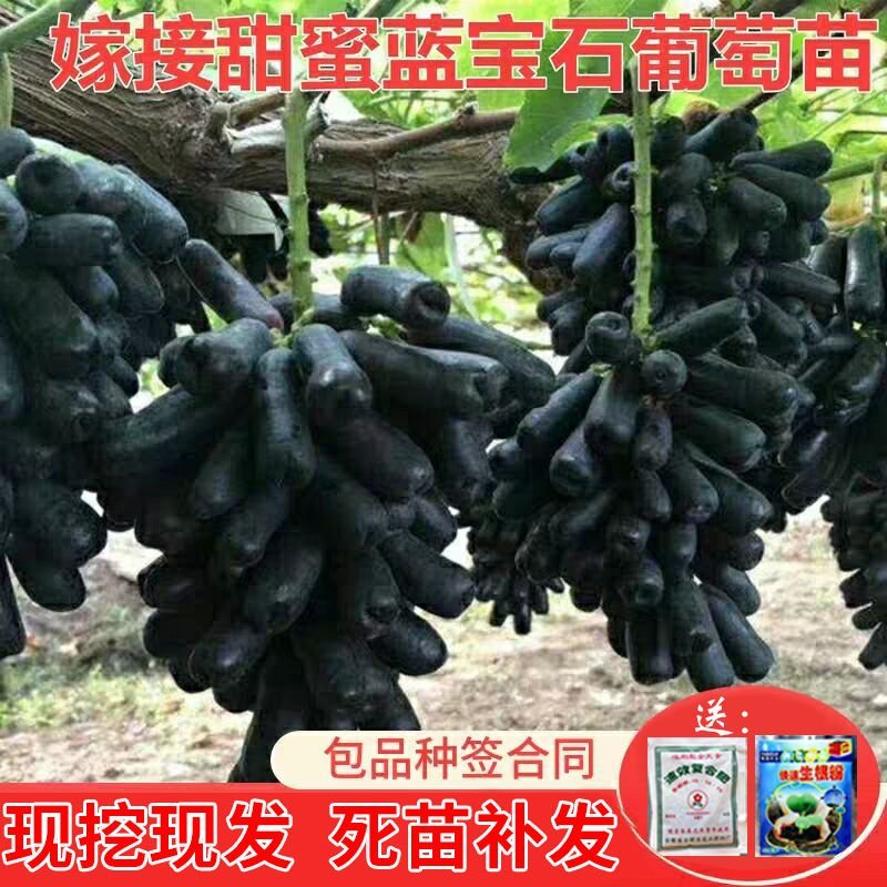 蓝宝石葡萄苗南方北方种植盆栽地栽当年结果嫁接甜蜜葡萄树