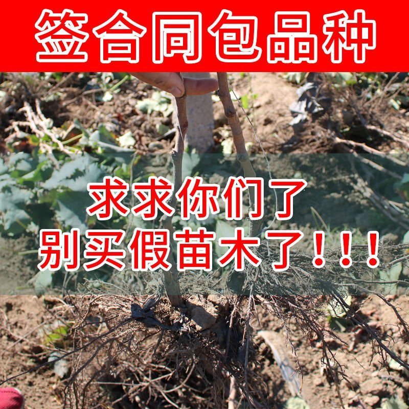 蓝宝石葡萄苗南方北方种植盆栽地栽当年结果嫁接甜蜜葡萄树