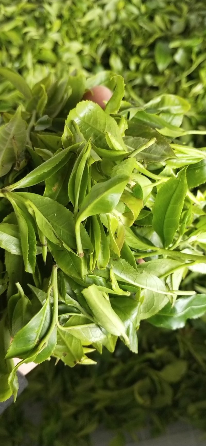 大瑶山深山的野生古树茶。生长在高海拔云雾高山。