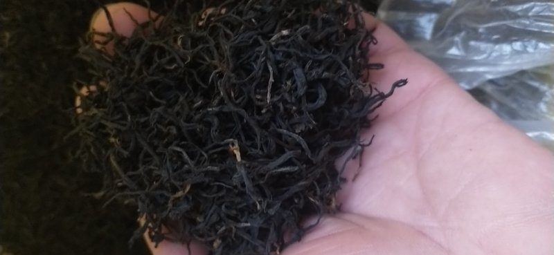 大瑶山深山的野生古树茶。生长在高海拔云雾高山。