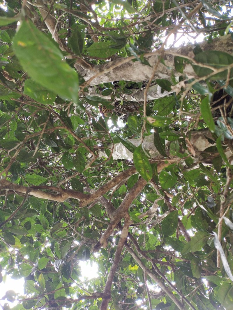 大瑶山深山的野生古树茶。生长在高海拔云雾高山。
