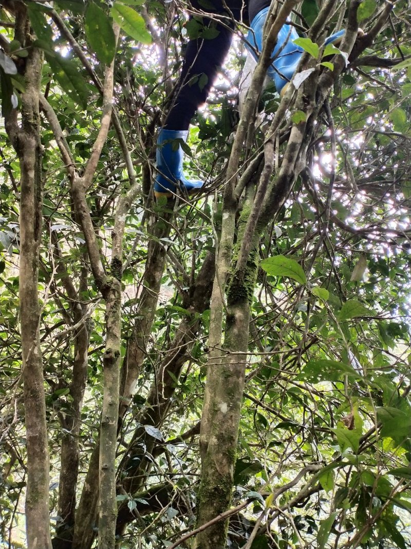 大瑶山深山的野生古树茶。生长在高海拔云雾高山。