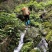 大瑶山深山的野生古树茶。生长在高海拔云雾高山。