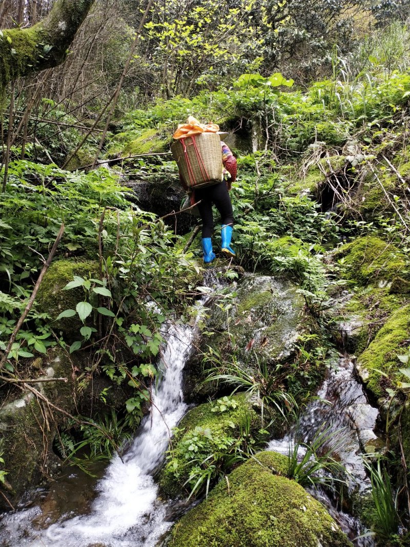 大瑶山深山的野生古树茶。生长在高海拔云雾高山。