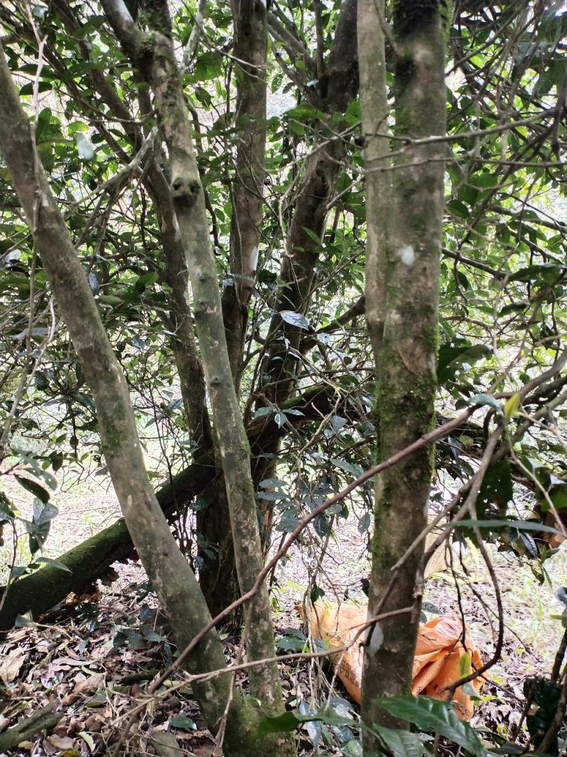 大瑶山深山的野生古树茶。生长在高海拔云雾高山。