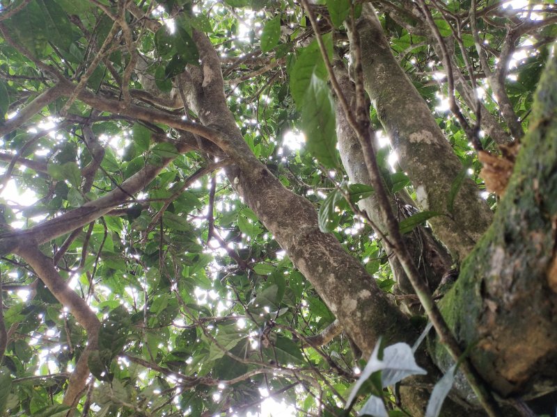 大瑶山深山的野生古树茶。生长在高海拔云雾高山。