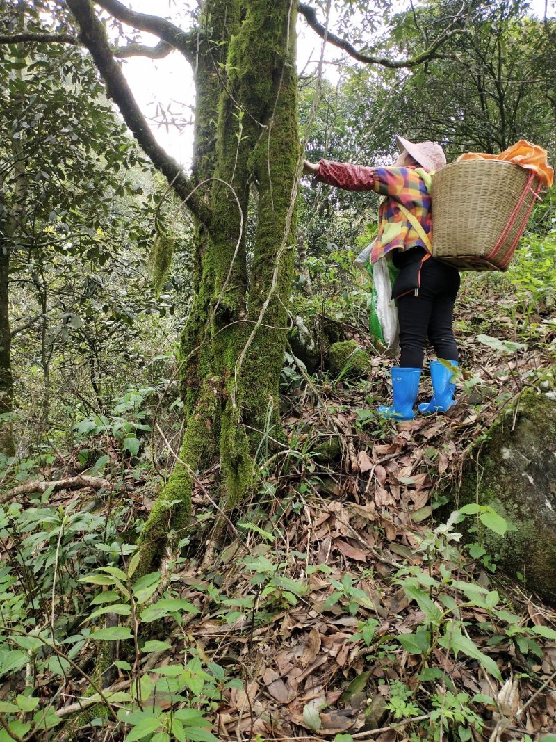 大瑶山深山的野生古树茶。生长在高海拔云雾高山。