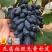 蓝宝石葡萄苗南方北方种植盆栽地栽当年结果嫁接甜蜜葡萄树