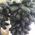 蓝宝石葡萄苗南方北方种植盆栽地栽当年结果嫁接甜蜜葡萄树