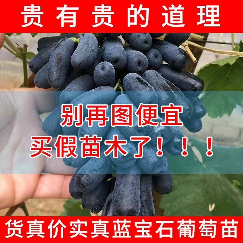蓝宝石葡萄苗南方北方种植盆栽地栽当年结果嫁接甜蜜葡萄树