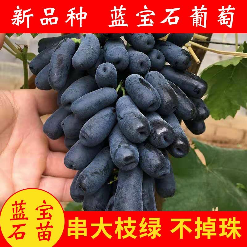 蓝宝石葡萄苗南方北方种植盆栽地栽当年结果嫁接甜蜜葡萄树