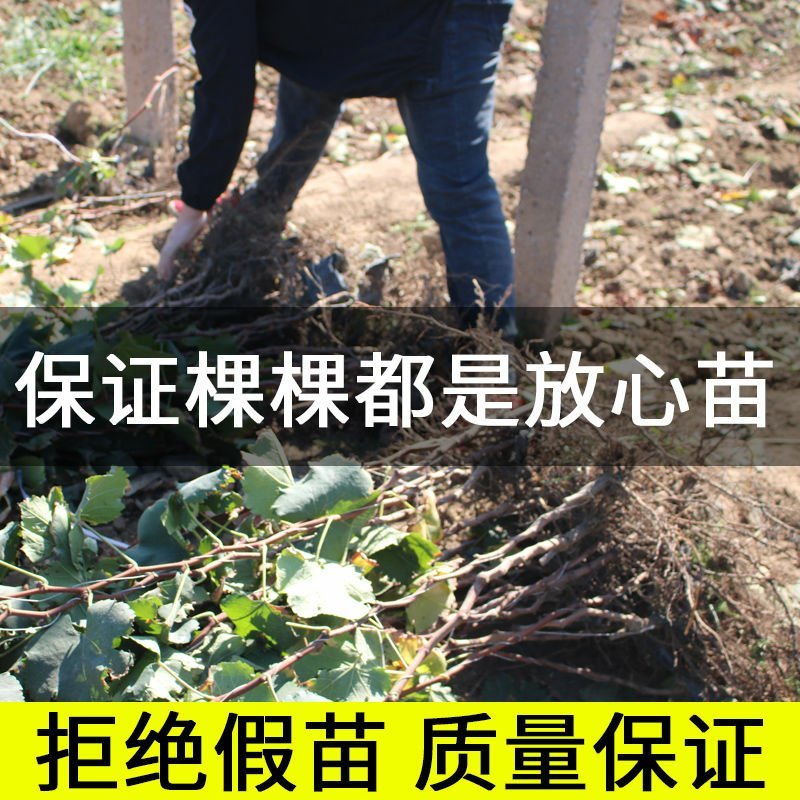 蓝宝石葡萄苗南方北方种植盆栽地栽当年结果嫁接甜蜜葡萄树