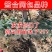 蓝宝石葡萄苗南方北方种植盆栽地栽当年结果嫁接甜蜜葡萄树