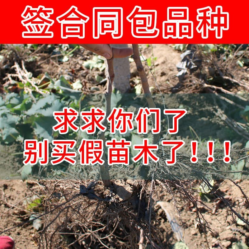 蓝宝石葡萄苗南方北方种植盆栽地栽当年结果嫁接甜蜜葡萄树