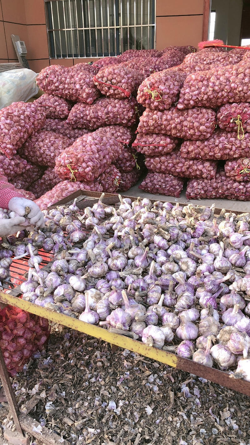 紫皮大蒜，早熟红皮蒜种，产量高，保证纯正