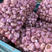 紫皮大蒜，早熟红皮蒜种，产量高，保证纯正