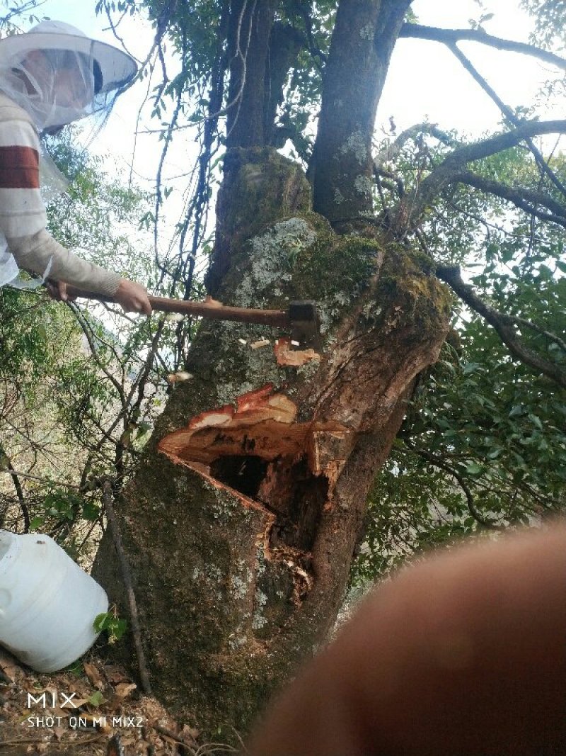 野生蜂蜜，在野外树洞，石壁等地