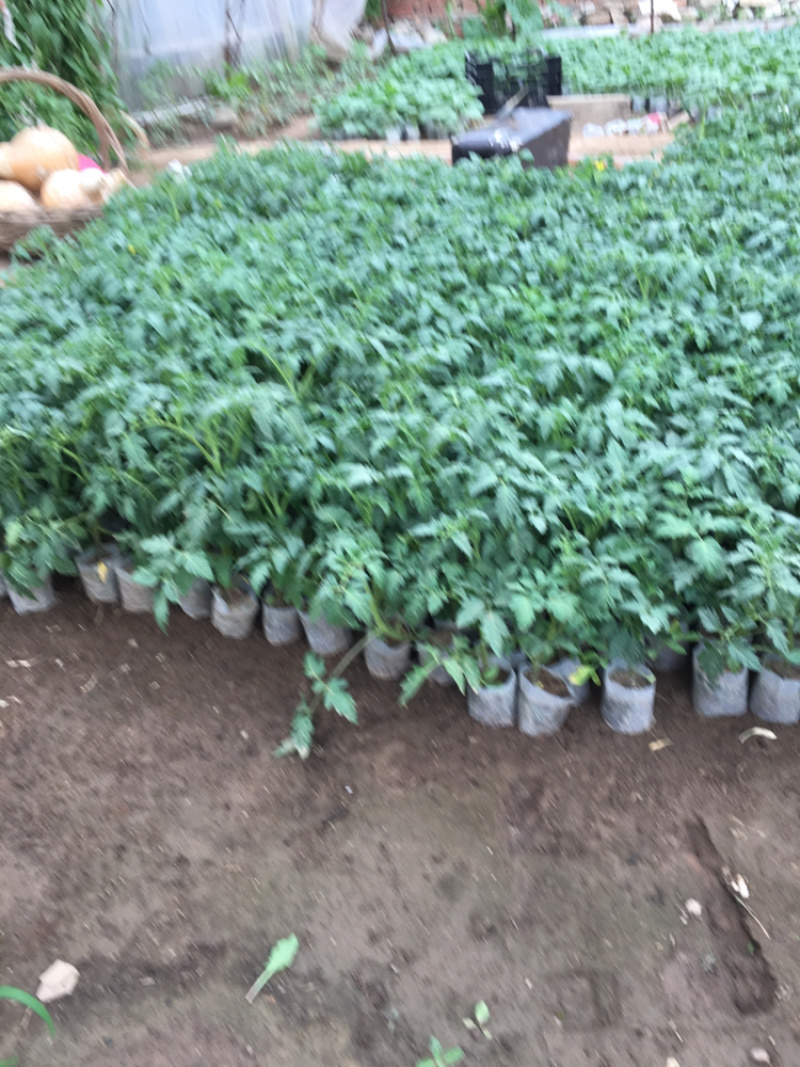 西红柿苗，草莓番茄，硬粉绿淀番茄，紫番茄