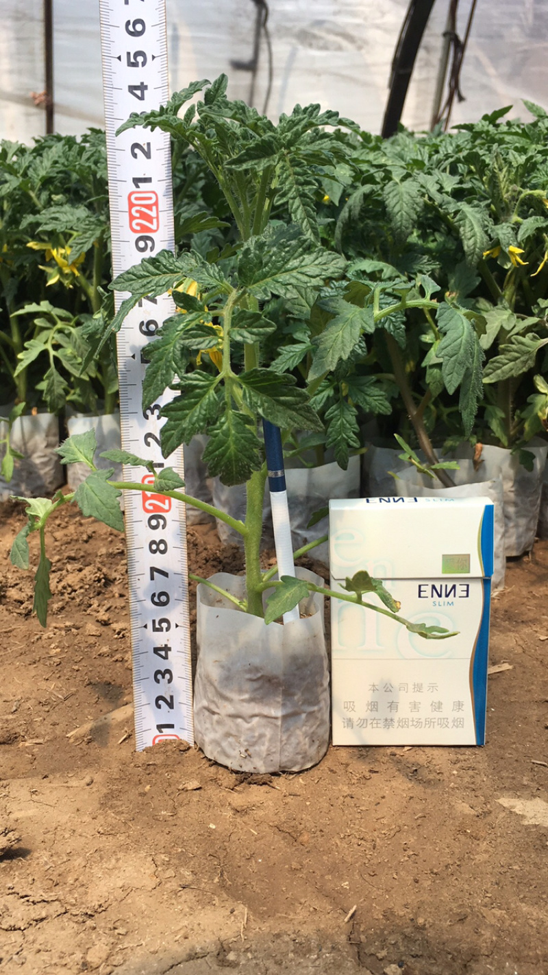 西红柿苗，草莓番茄，硬粉绿淀番茄，紫番茄