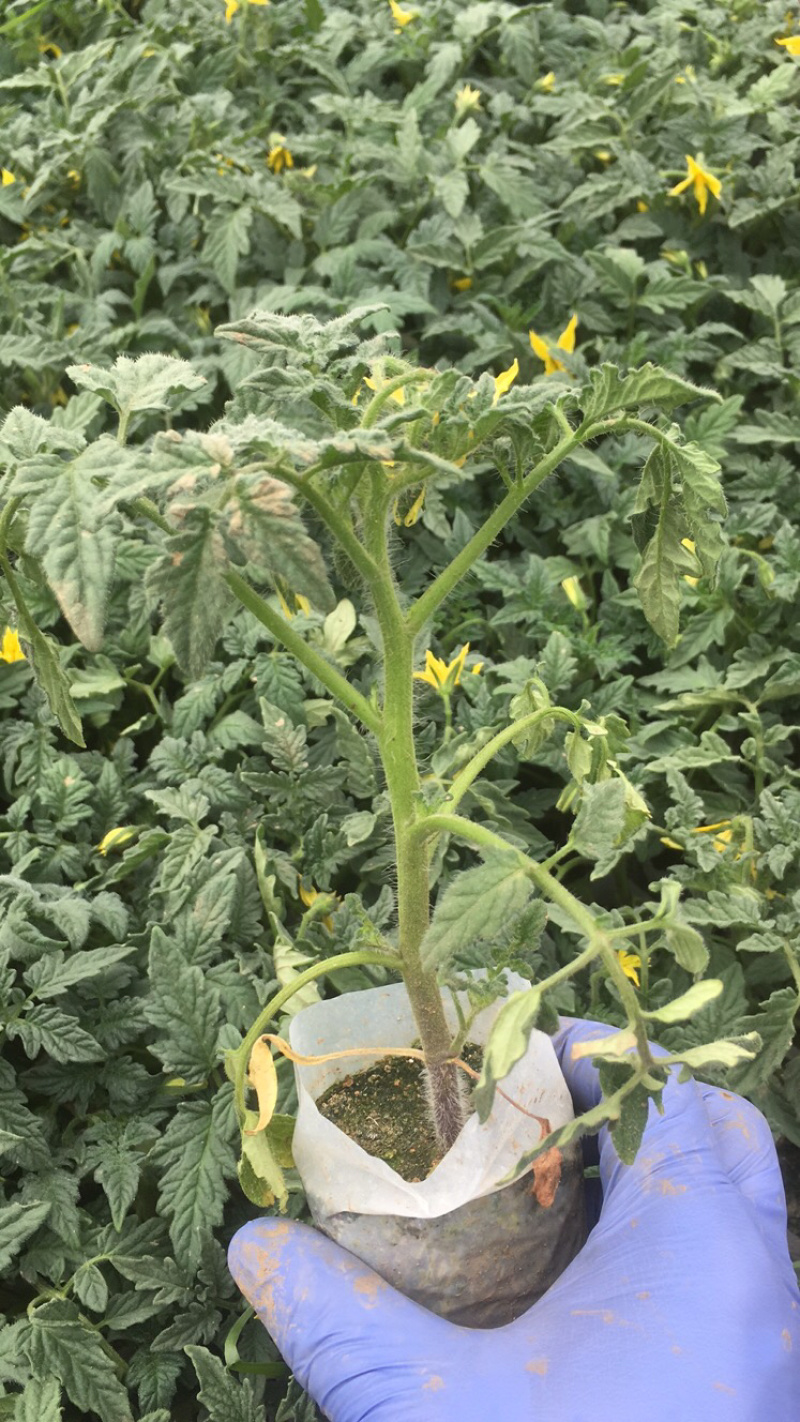 西红柿苗，草莓番茄，硬粉绿淀番茄，紫番茄