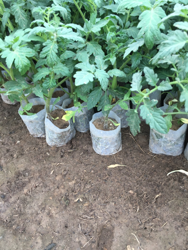 西红柿苗，草莓番茄，硬粉绿淀番茄，紫番茄