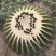 迷你仙人掌类植物仙人球盆栽芦荟办公室内电脑桌面